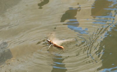Female Adult Salmonfly Returning to Lay Eggs