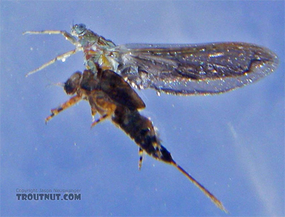 Mayfly Emerging from its Nymphal Shuck. Photo by Jason Neuswanger from Troutnut.com
