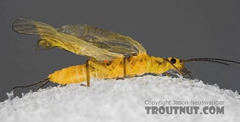 Isoperla or Yellow Sally or Little Yellow Stonefly. Image by Jason Neuswanger at TroutNut.com