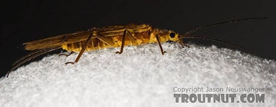 Isoperla or Yellow Sally or Little Yellow Stonefly. Image by Jason Neuswanger at TroutNut.com