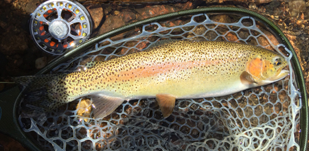 Sherap Tharchen caught this Gorgeous Rainbow on a Top Secret Midge on the South Platte River near Deckers.