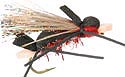 Amy's Ant - Red