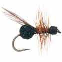 Flying Black Ant