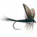 Black Gnat