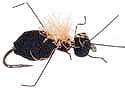 Carpenter Ant