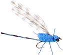 Egg Laying Adult Damsel