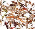 One Dozen Assorted Nymphs
