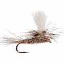 Parachute Hare's Ear