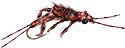 Realistic Brown Stonefly