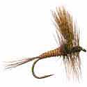 Adams - Female