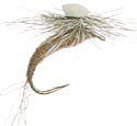 Sprout - Callibaetis
