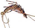 Stinger Golden Stonefly Nymph