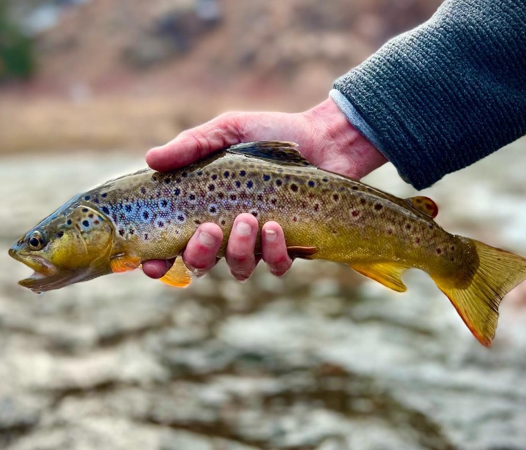 Winter Tailwater Brown that couldn't resist Bjorn's Flash Midge Larva