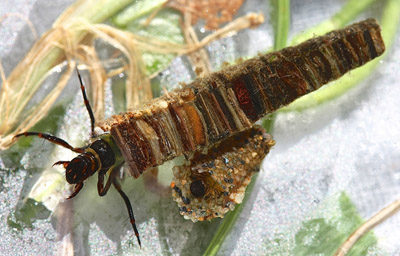 Case Building Caddis Larva