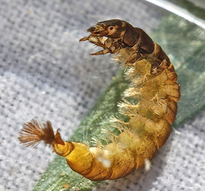 Net Spinner Caddis Larva.