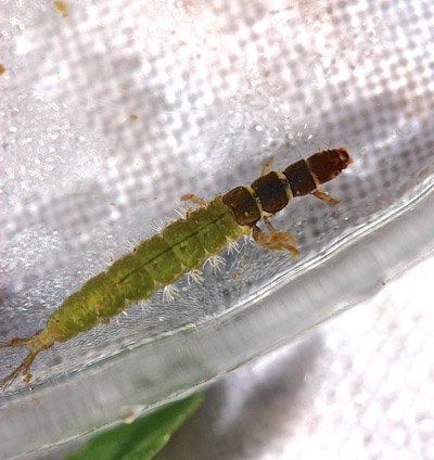 Net Spinner Caddis Larva