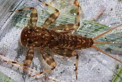 Eastern March Brown Mayfly Nymph