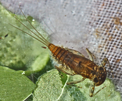 Western March Brown Mayfly Nymph