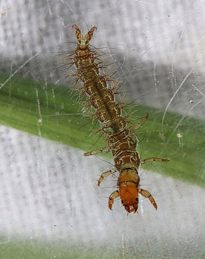 Free Living Caddis Larva