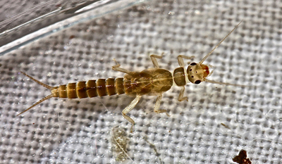 Little Green Stonefly Nymph