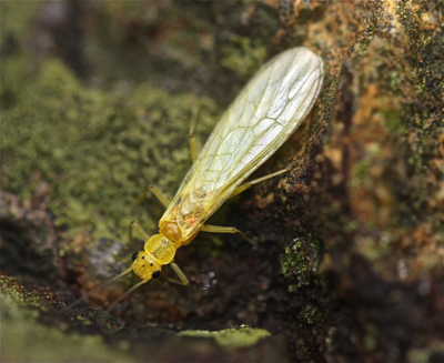 Little Green Stonefly Adult