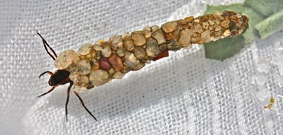 Case Building Caddis Larva
