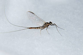 Western March Brown Spinner