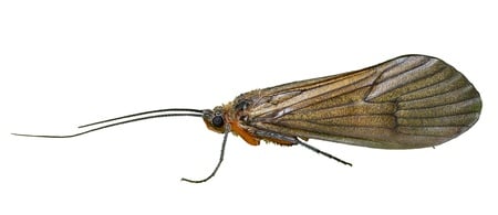 Adult Caddisfly