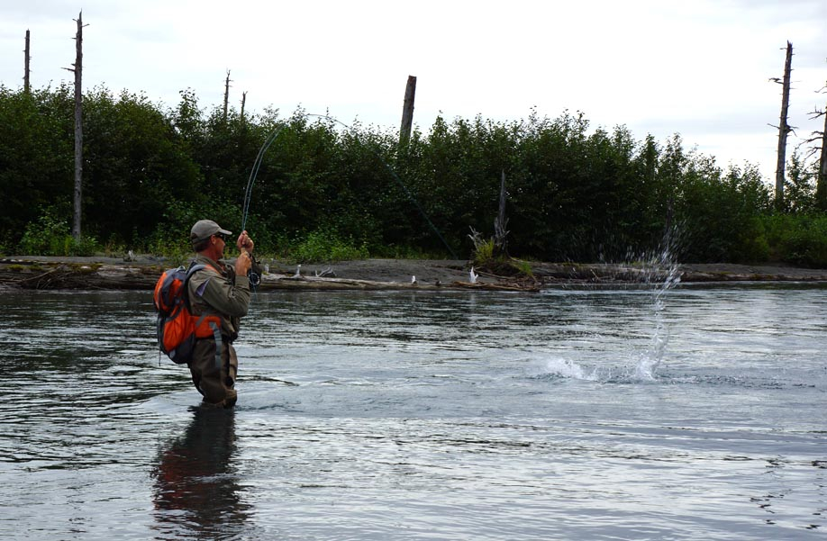 Silver Salmon Hook up on the Ibeck River, Cordova, Alaska Silver Salmon Hook up on the Ibeck River, Cordova, Alaska