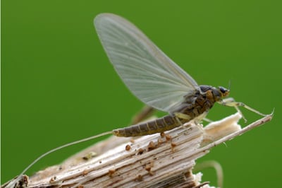 Baetis or Blue-winged Olive Adult Mayfly Baetis or Blue-winged Olive Adult Mayfly