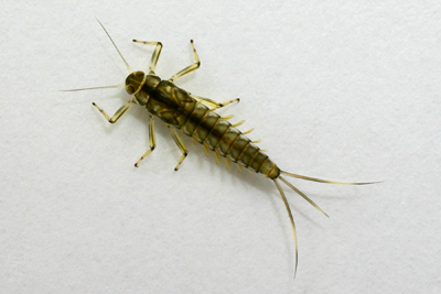 Baetis Nymph Baetis Nymph
