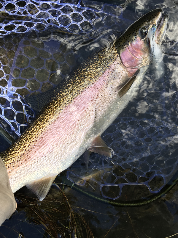 Rainbow with Candy Man Articulated Streamer