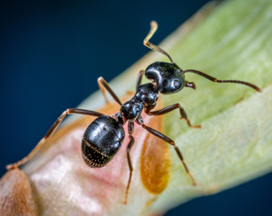 Black Ant