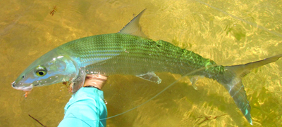 Bonefish caught on a Beadchain Spawning Shrimp. Photo by Jane Taylor