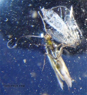 Adult Caddis after emerging from its pupal skin