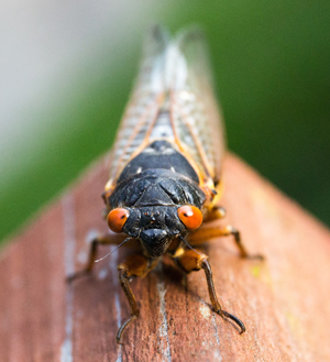 Cicada