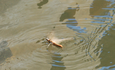 Female Adult Salmonfly Returning to Lay Eggs