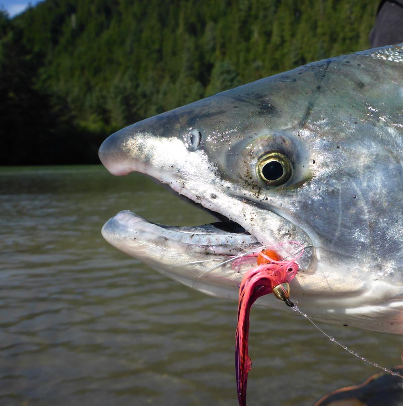 Conehead Eggabou fly successfully caught this Silver Salmon