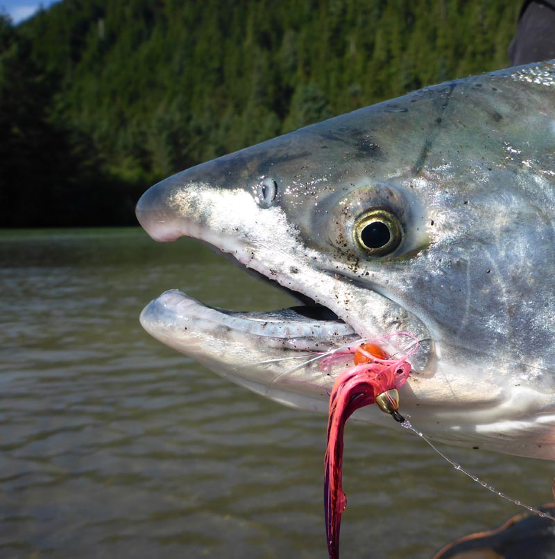 Conehead Eggabou fly successfully caught this Silver Salmon Conehead Eggabou fly successfully caught this Silver Salmon