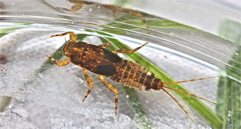 PMD Nymph. Photo by Bob Henricks