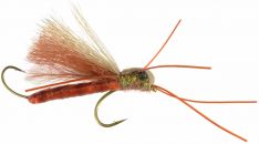 Golden Stinger Stonefly