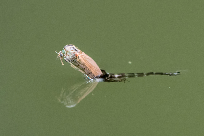 Midge or Chironomid Entomology.