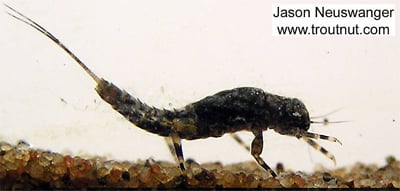 Hendrickson Nymph Hendrickson Nymph