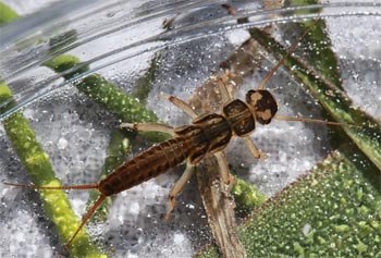 Isoperla or Yellow Sally Nymph, Photo by Bob Henricks