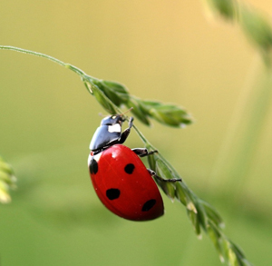 Ladybug