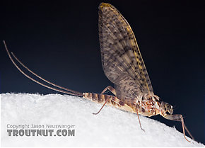 Eastern March Brown Dun