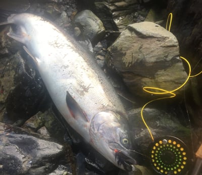Mark Thomas caught this 13 pound Silver Salmon on a Black Egg Sucking Leech, along with 3 other Coho's. Coho's can't resist chasing Egg Sucking Leech Flies!