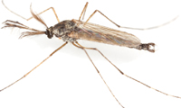 Adult Midge Adult Midge