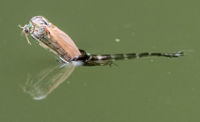 Adult Midge Emerging from its Exoskeleton Adult Midge Emerging from its Exoskeleton