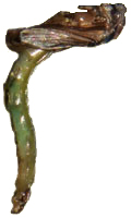 Midge Emerger or Midge Pupa Midge Emerger or Midge Pupa